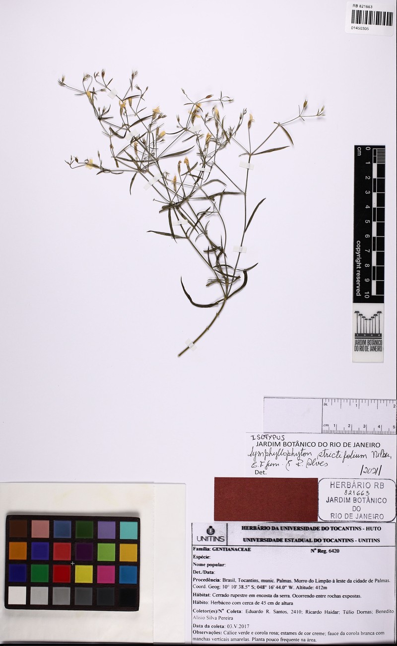 Symphyllophyton strictifolium