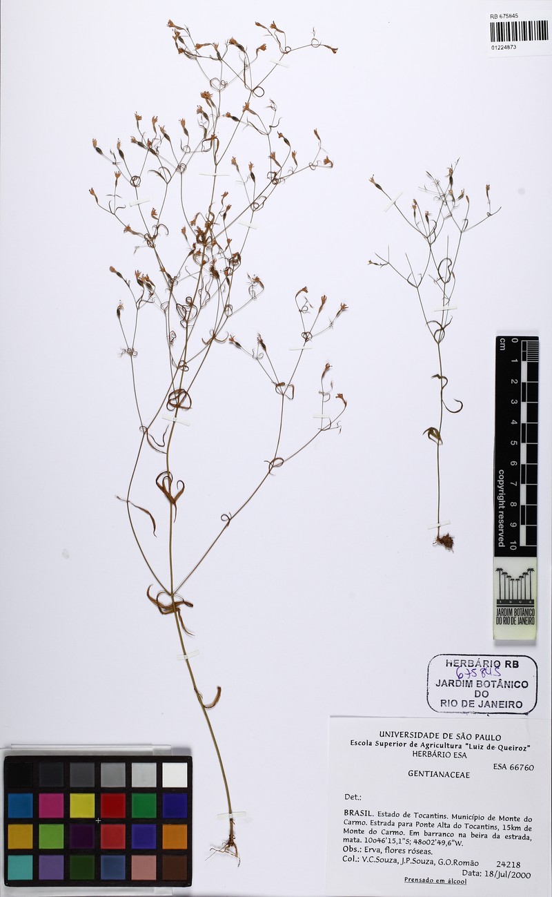 Symphyllophyton strictifolium photo 2