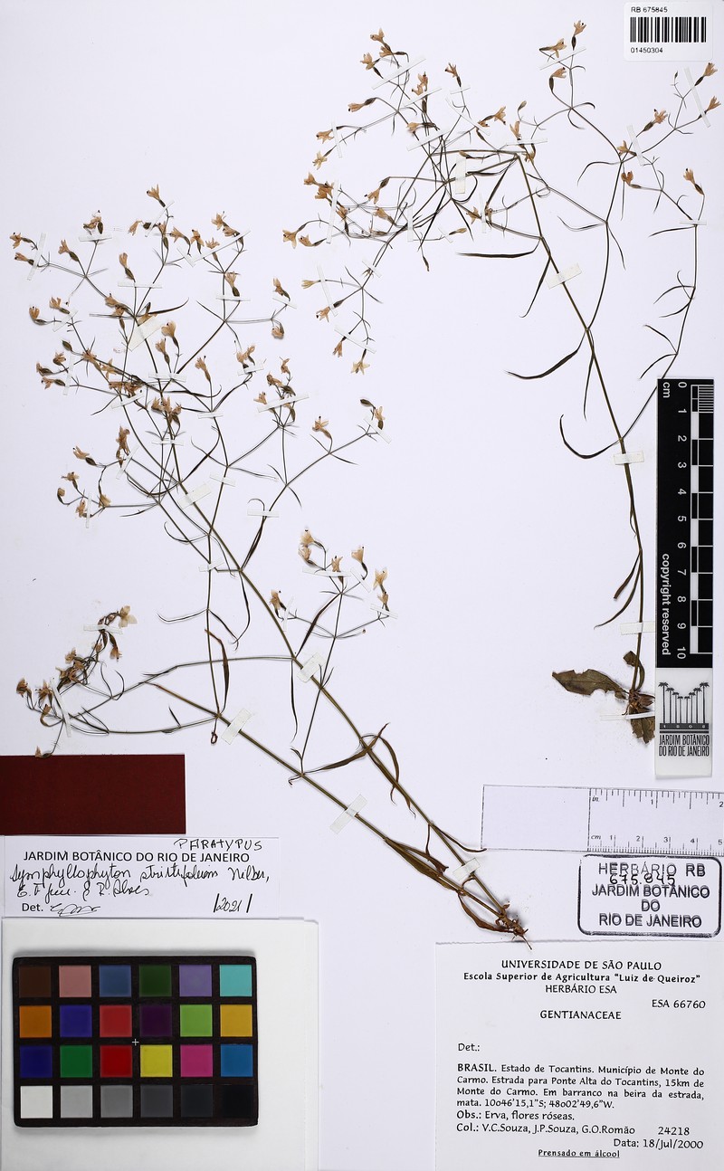 Symphyllophyton strictifolium photo 3