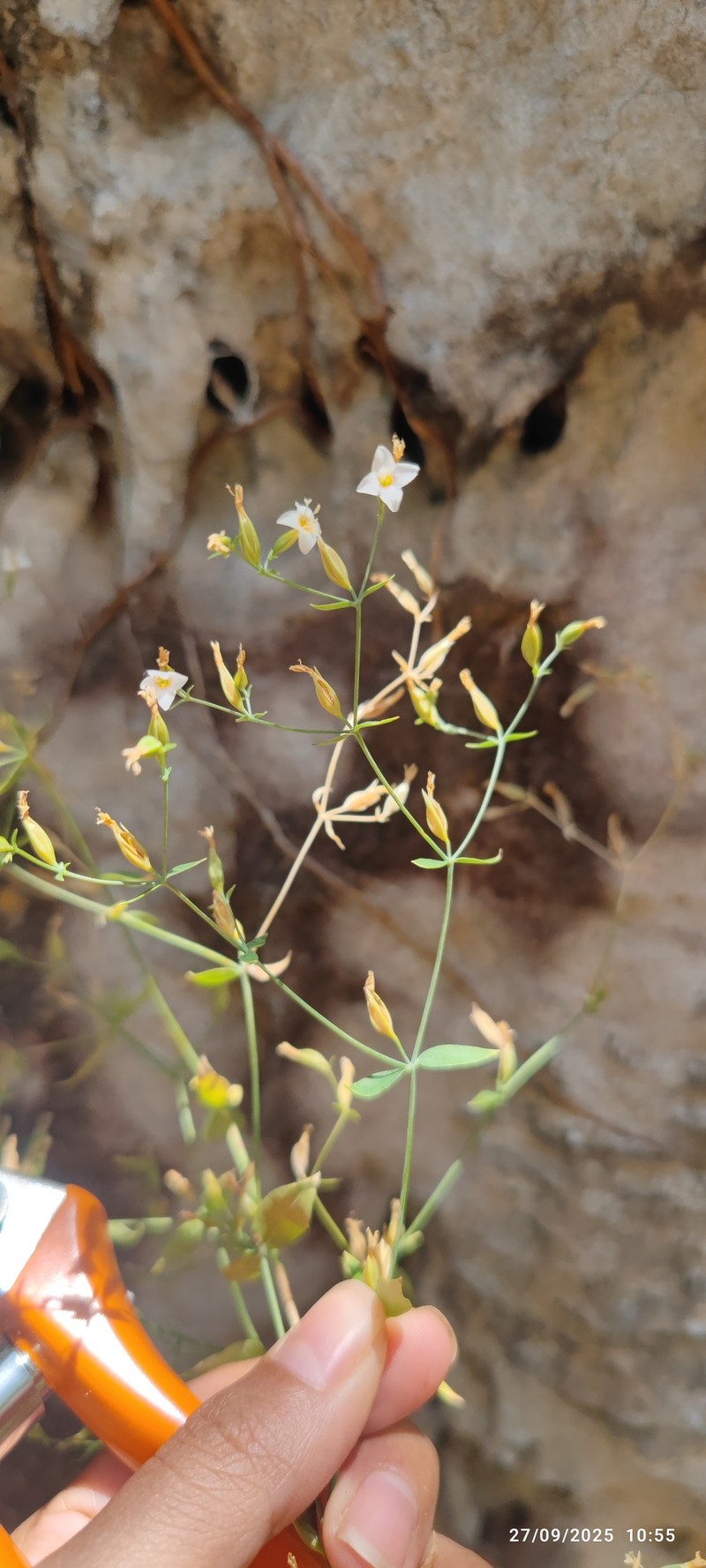Symphyllophyton sucreanum photo 2