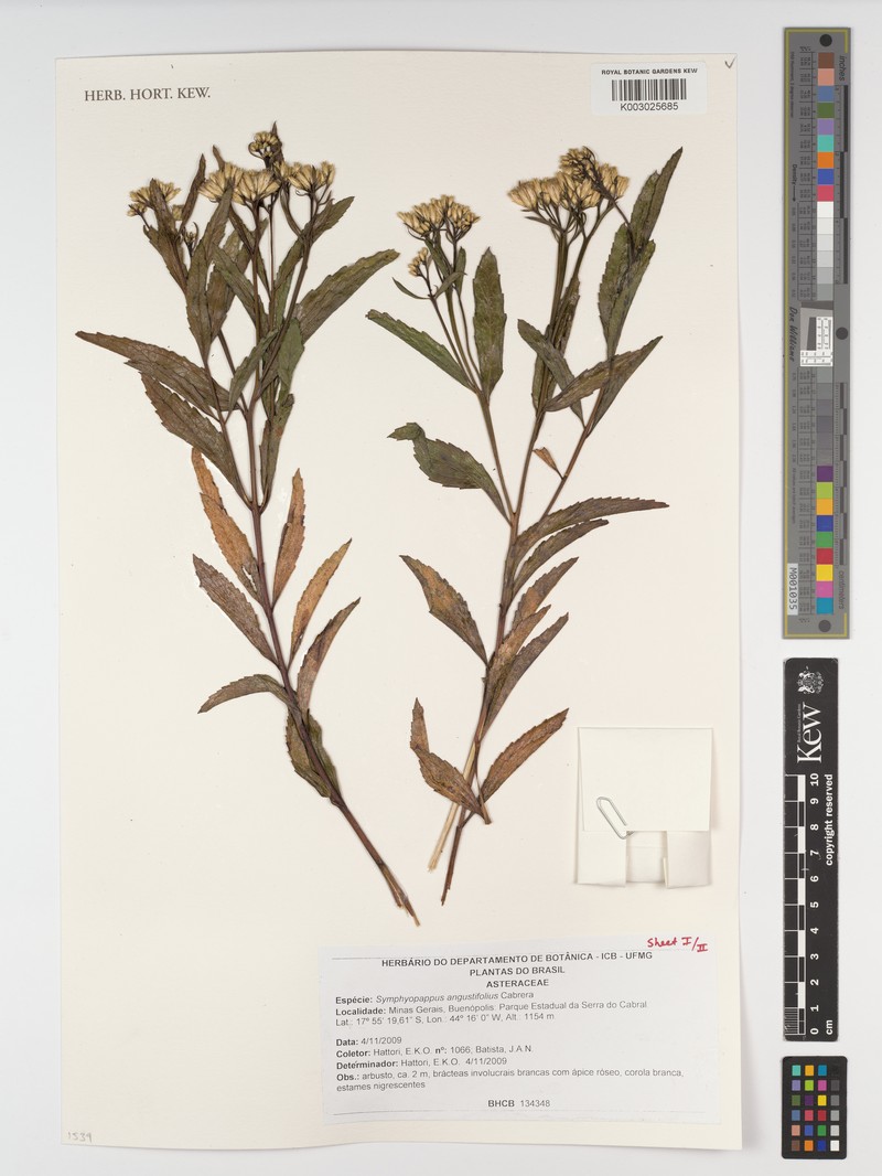 Symphyopappus angustifolius