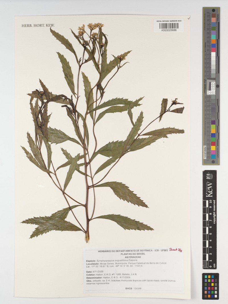 Symphyopappus angustifolius photo 2