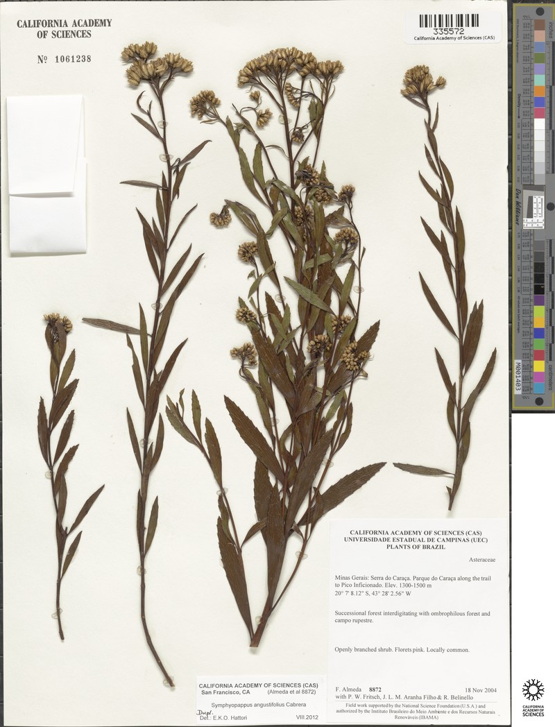 Symphyopappus angustifolius photo 3