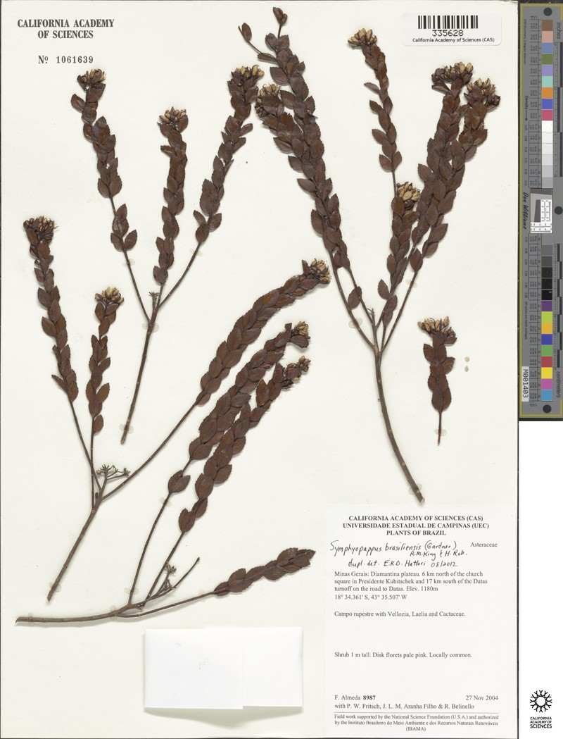 Symphyopappus brasiliensis