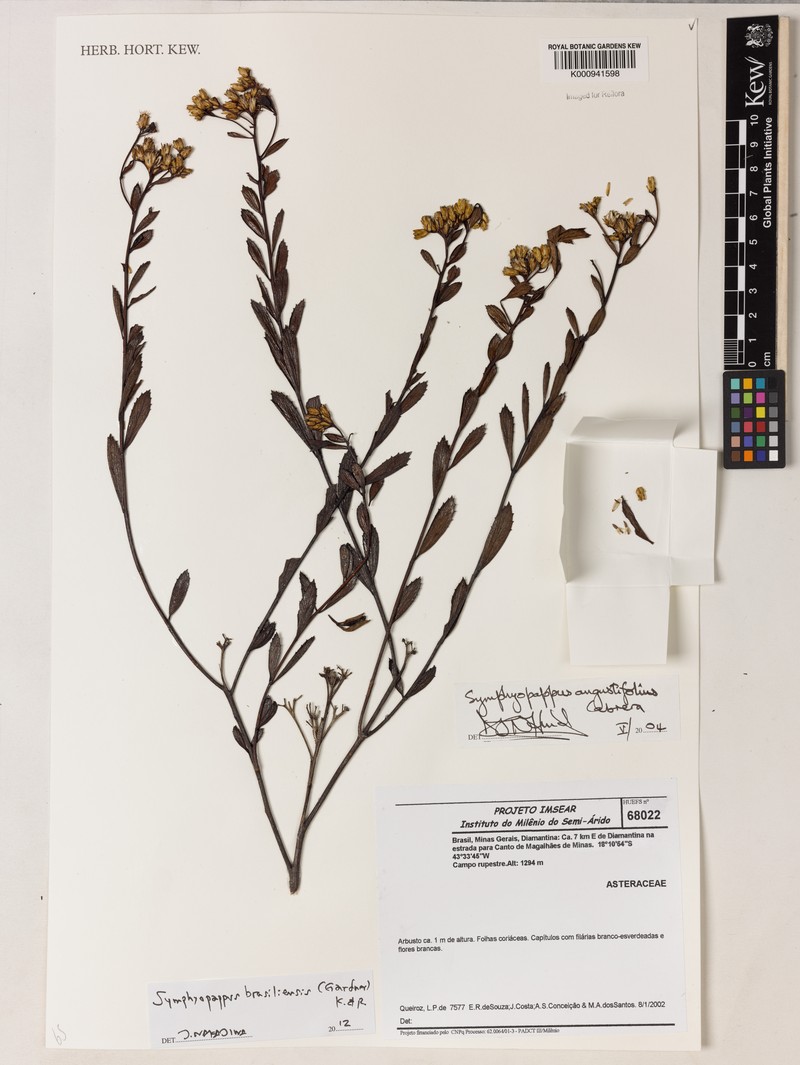 Symphyopappus brasiliensis photo 2