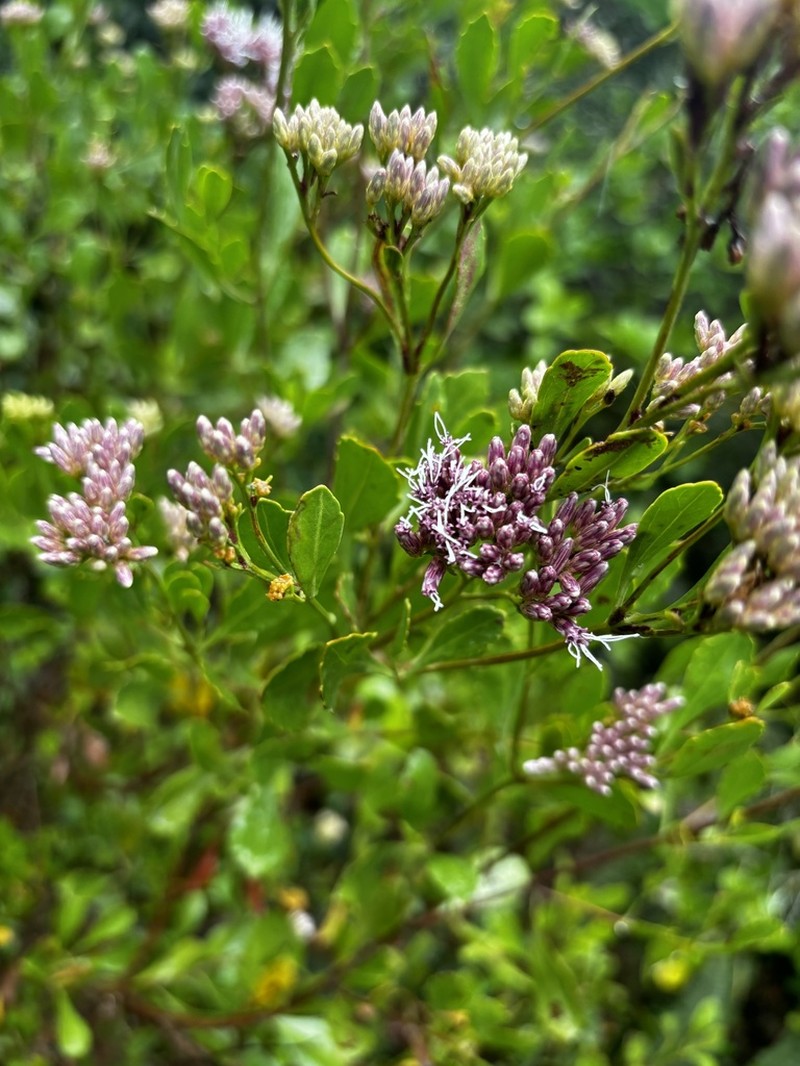 Symphyopappus casarettoi photo 2