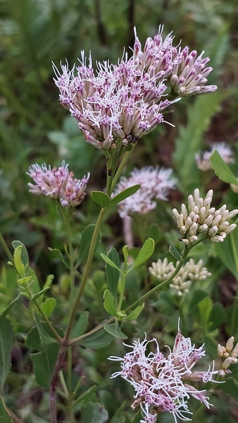 Symphyopappus casarettoi photo 3