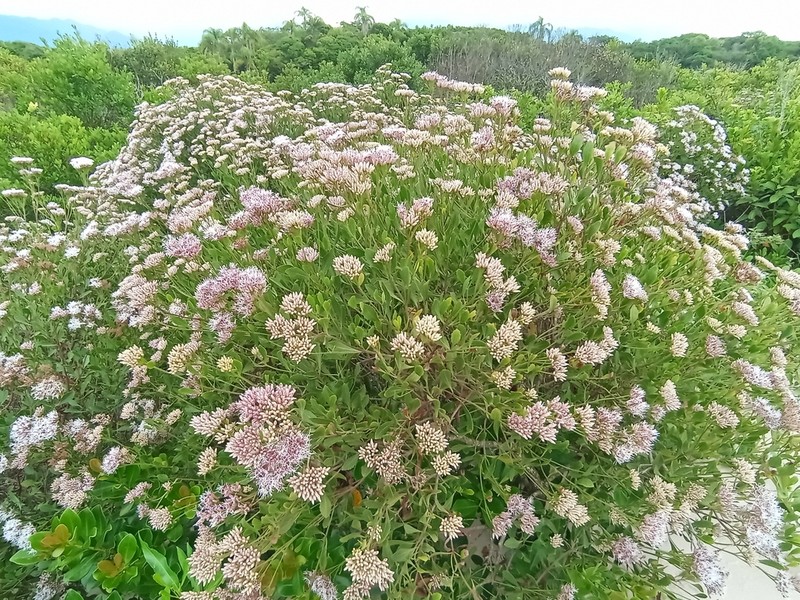 Symphyopappus casarettoi photo 5
