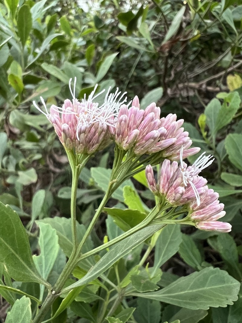 Symphyopappus casarettoi photo 6
