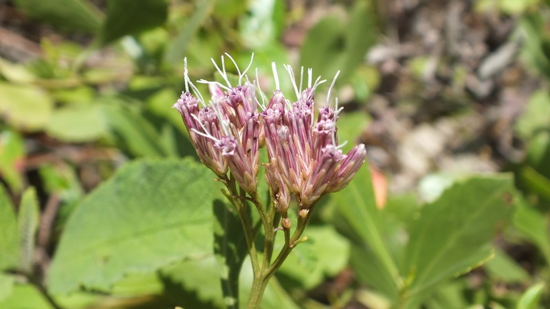 Symphyopappus casarettoi photo 7