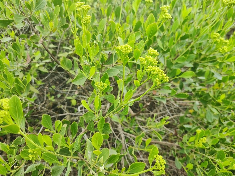 Symphyopappus casarettoi photo 8