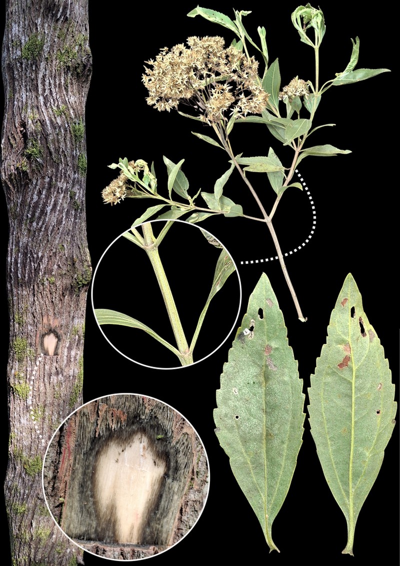 Symphyopappus compressus