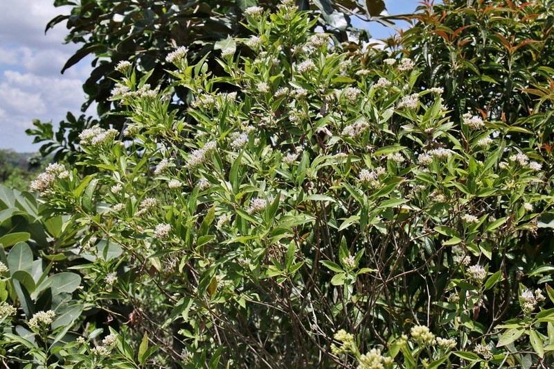 Symphyopappus compressus photo 4