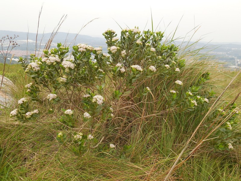 Symphyopappus cuneatus