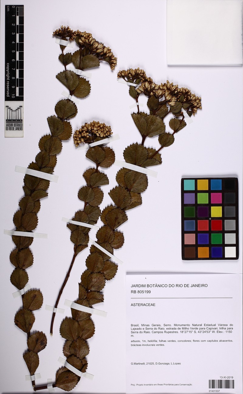 Symphyopappus decussatus photo 4