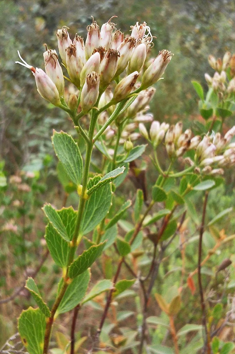 Symphyopappus decussatus