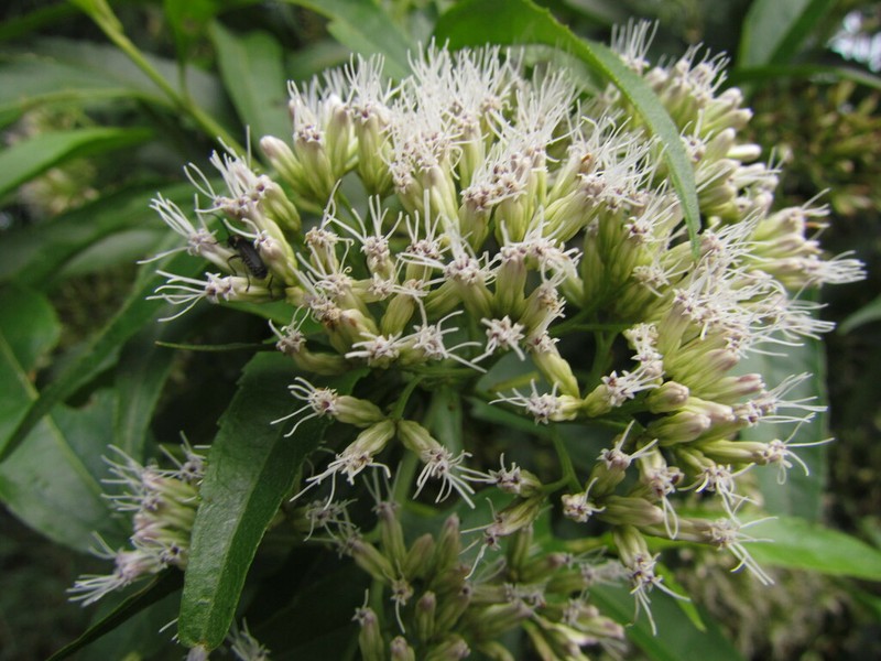 Symphyopappus itatiayensis
