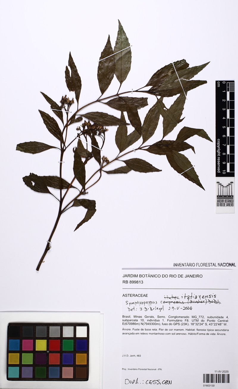 Symphyopappus itatiayensis photo 2
