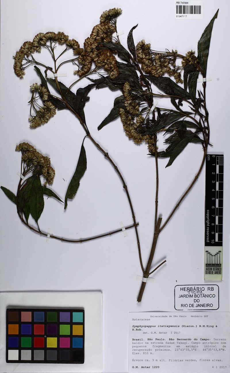 Symphyopappus itatiayensis photo 3