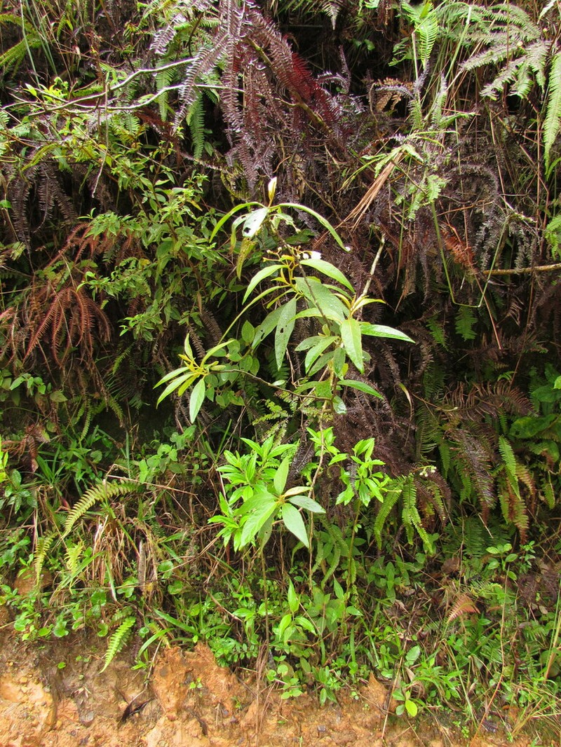 Symphyopappus lymansmithii