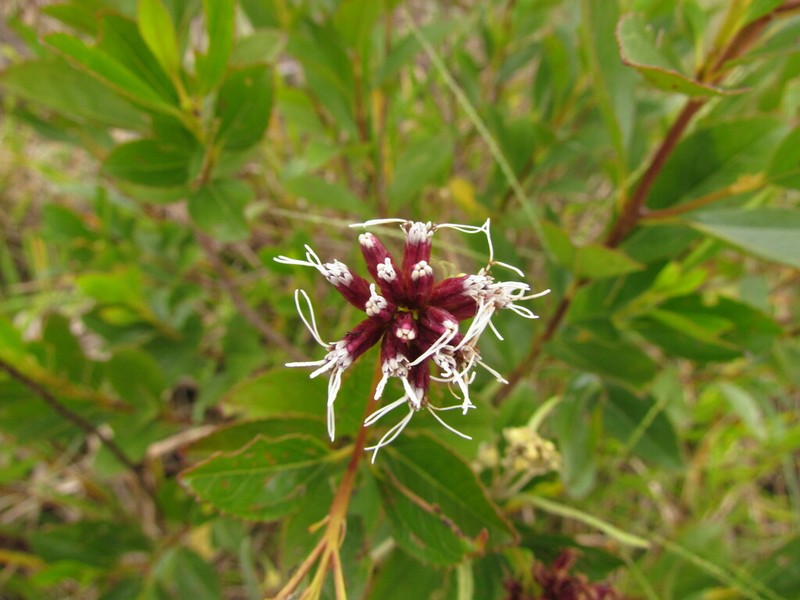Symphyopappus lymansmithii photo 2