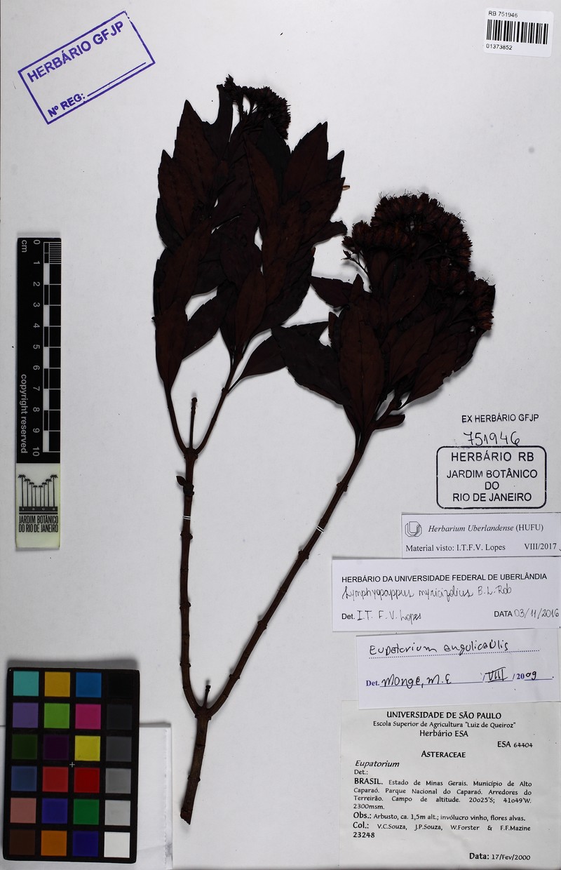 Symphyopappus myricifolius photo 4