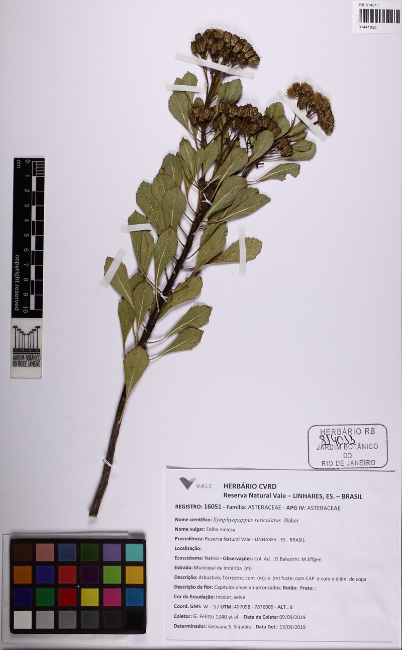 Symphyopappus reticulatus photo 4