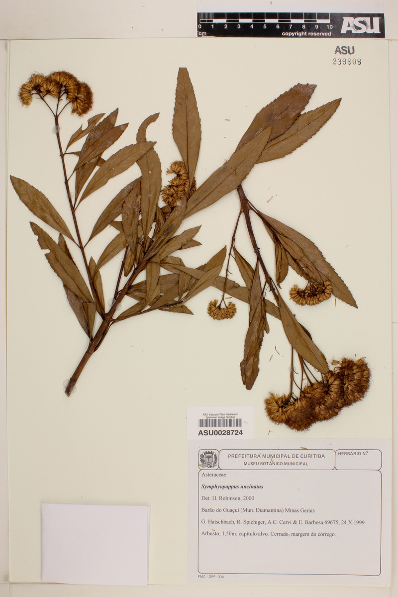 Symphyopappus uncinatus