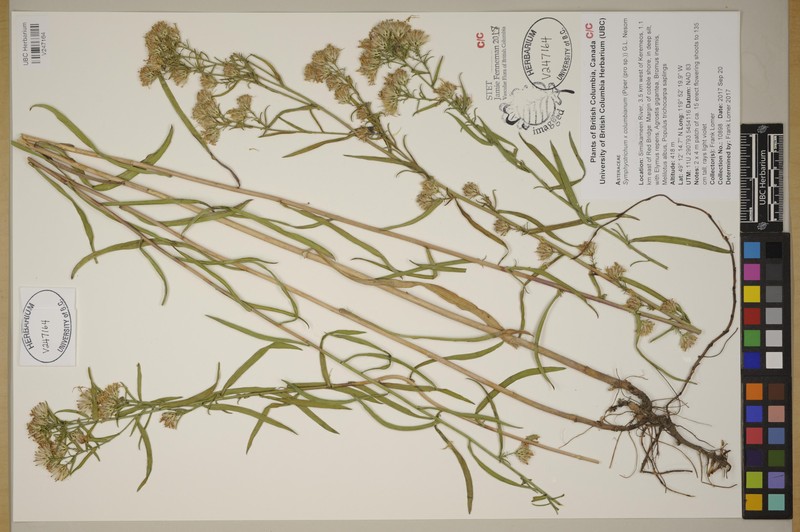 Aster