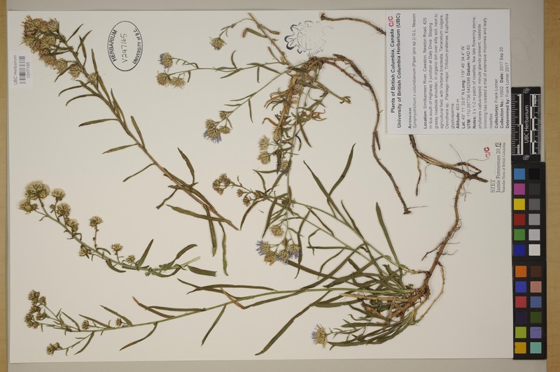 Aster photo 2