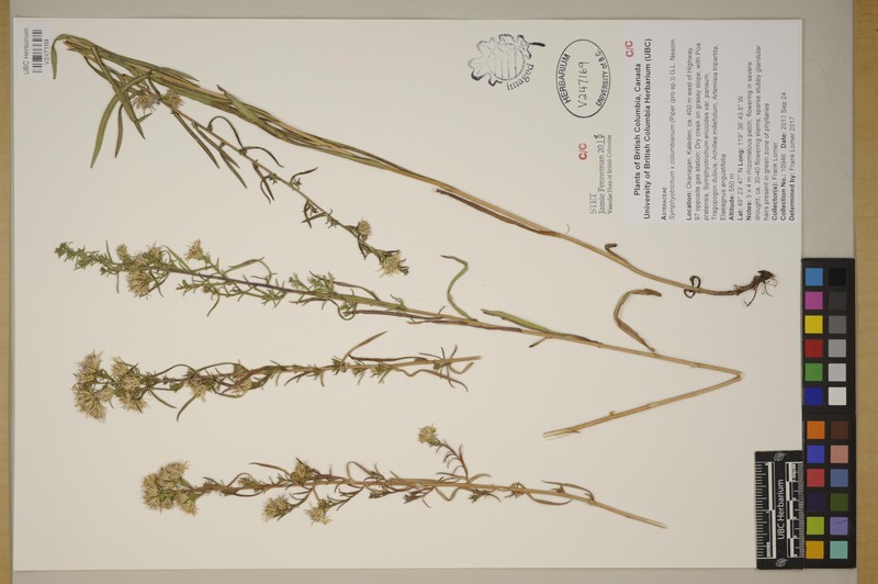 Aster photo 3