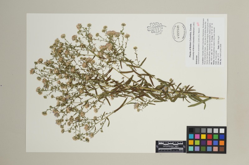 Aster photo 4