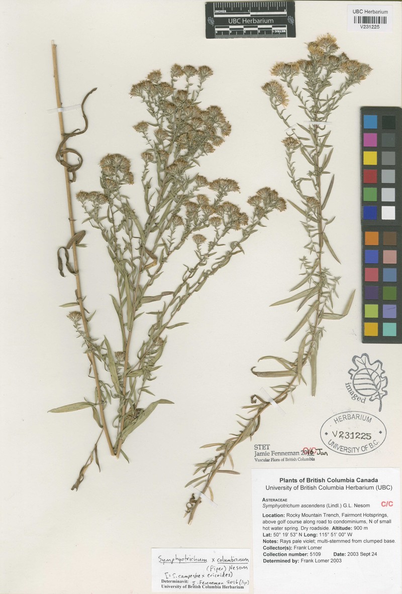 Aster photo 8