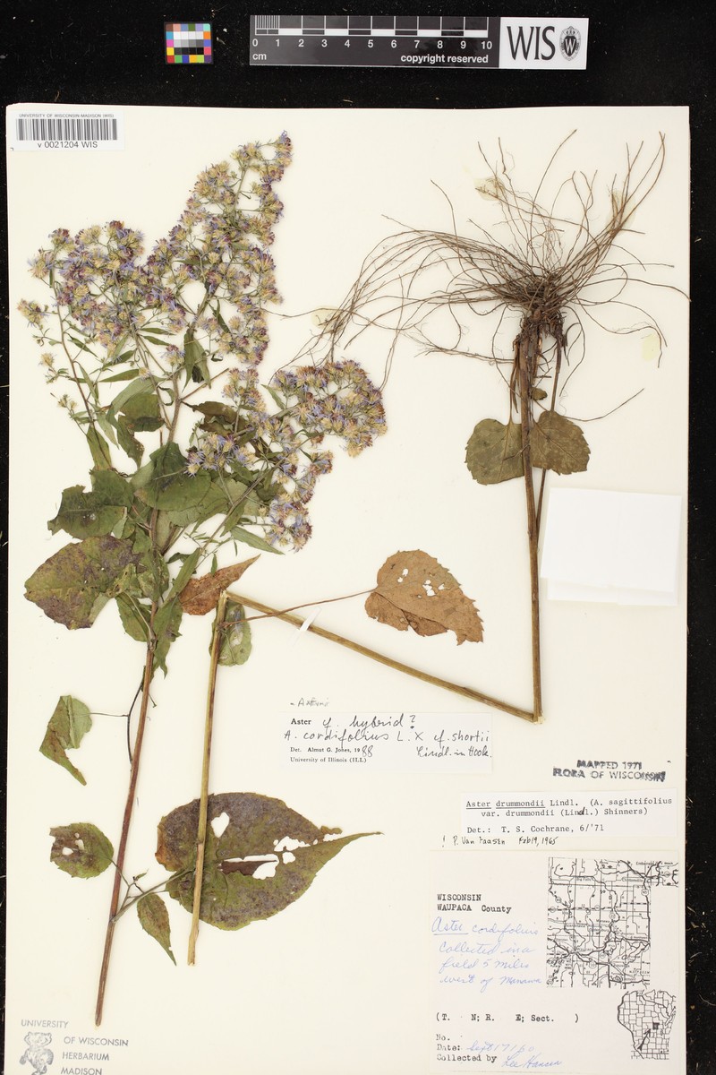 Aster photo 2