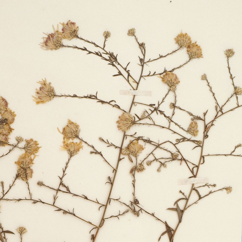 Aster