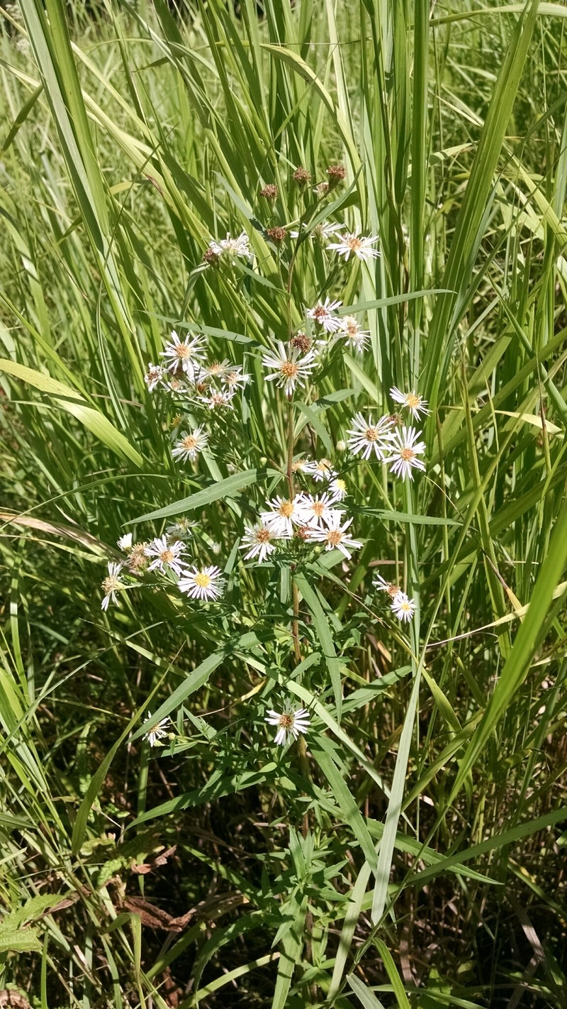 Aster