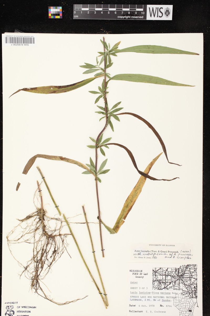 Aster photo 2