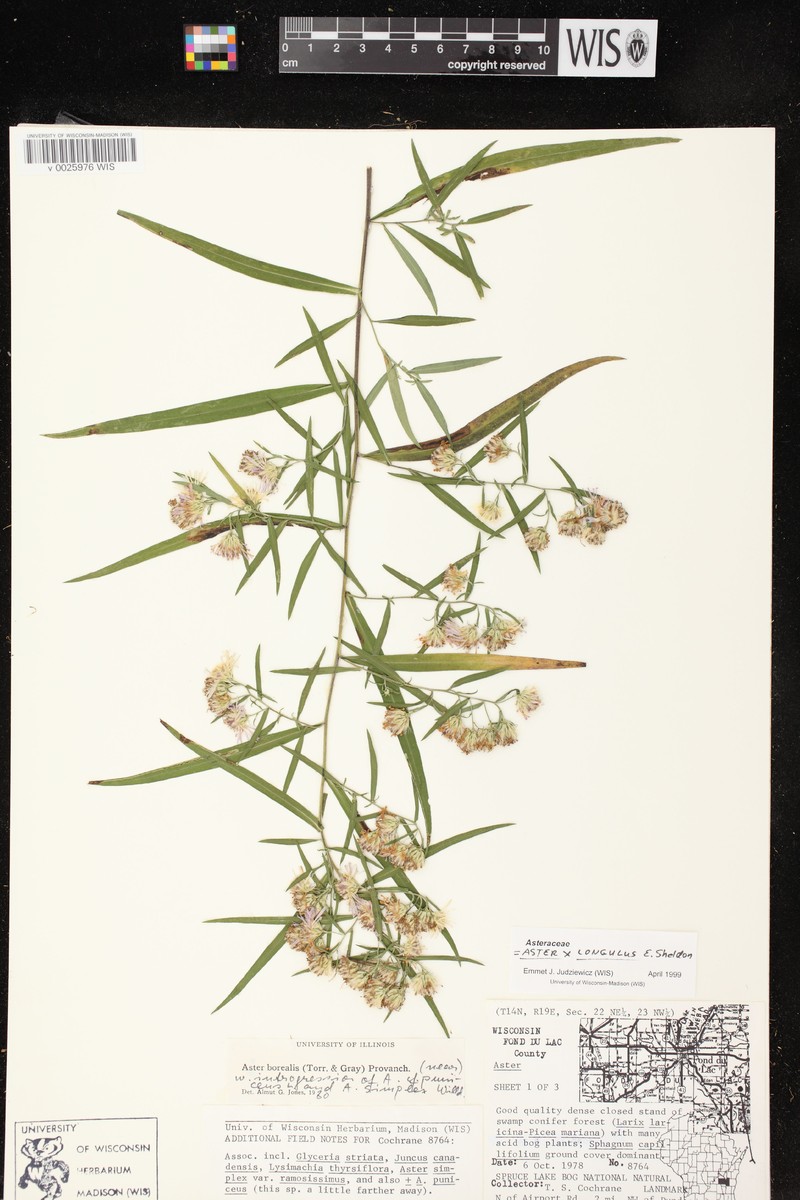 Aster photo 3