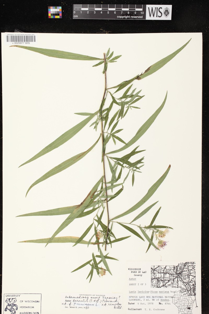 Aster photo 4