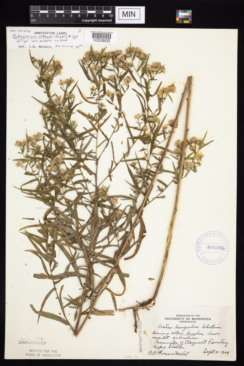 Aster photo 5
