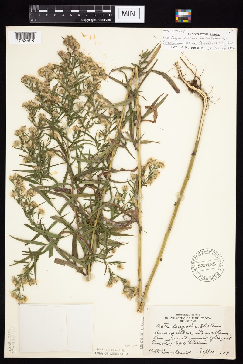 Aster photo 6