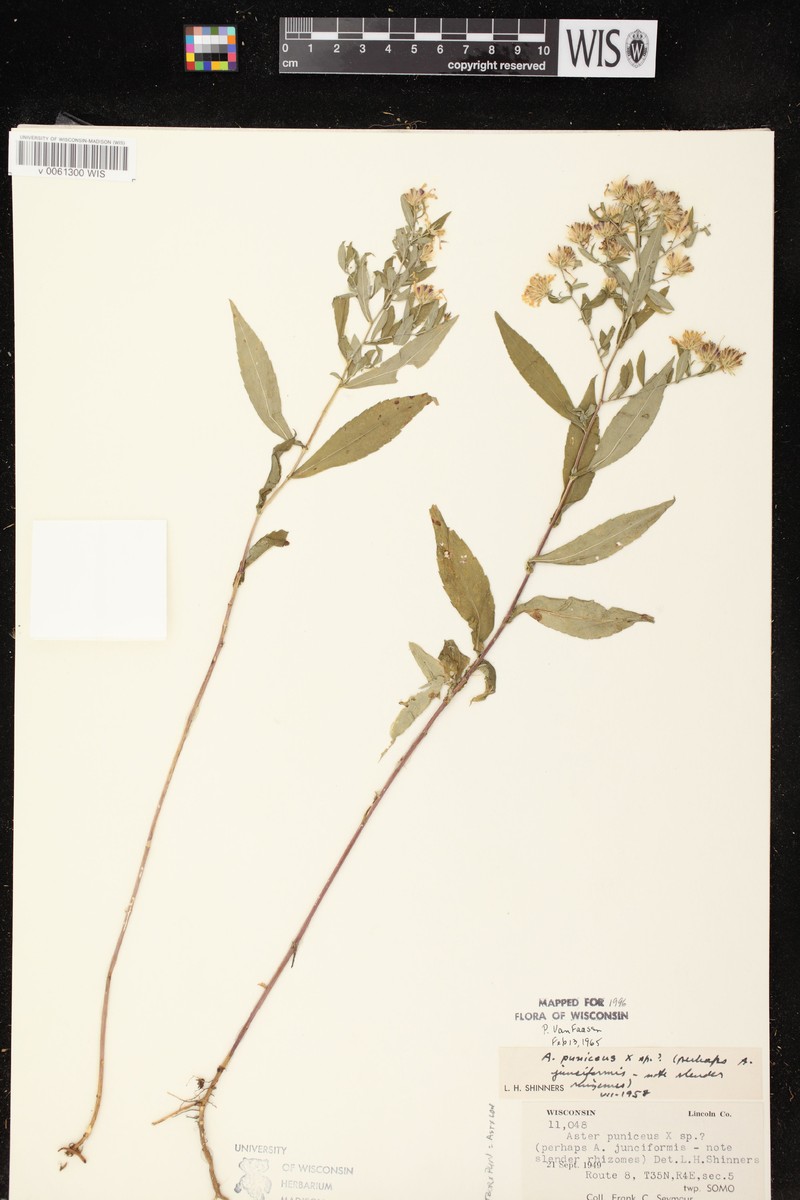 Aster photo 7