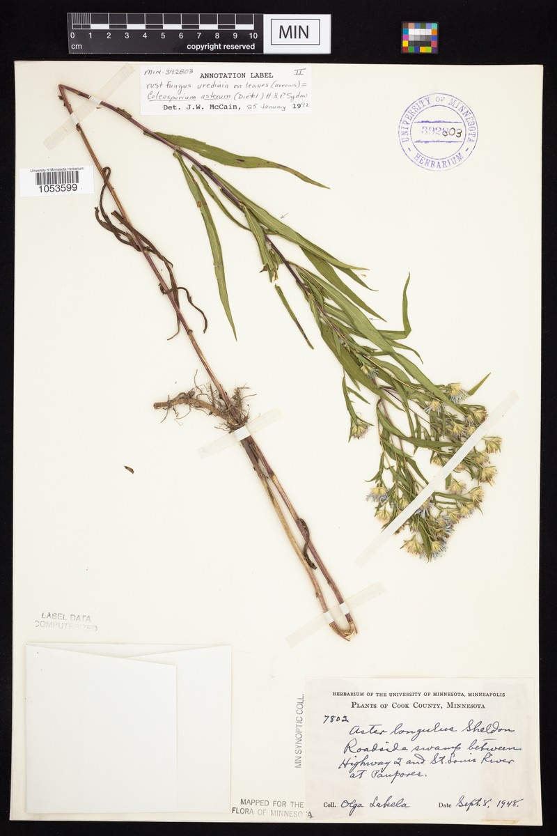 Aster photo 8
