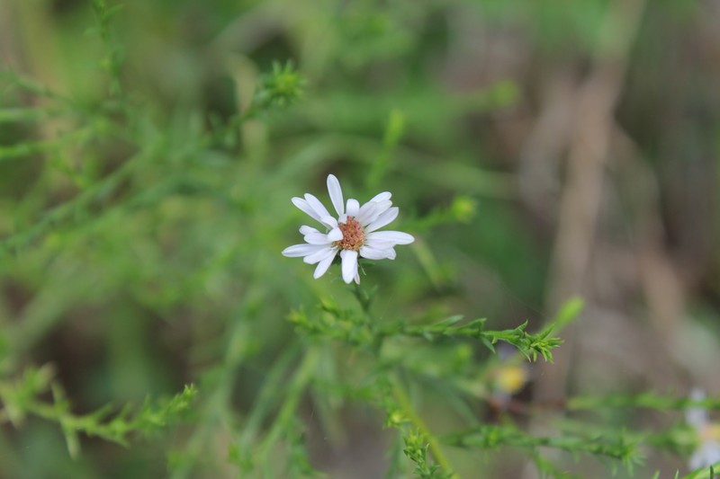 Lavender Oldfield Aster photo 3