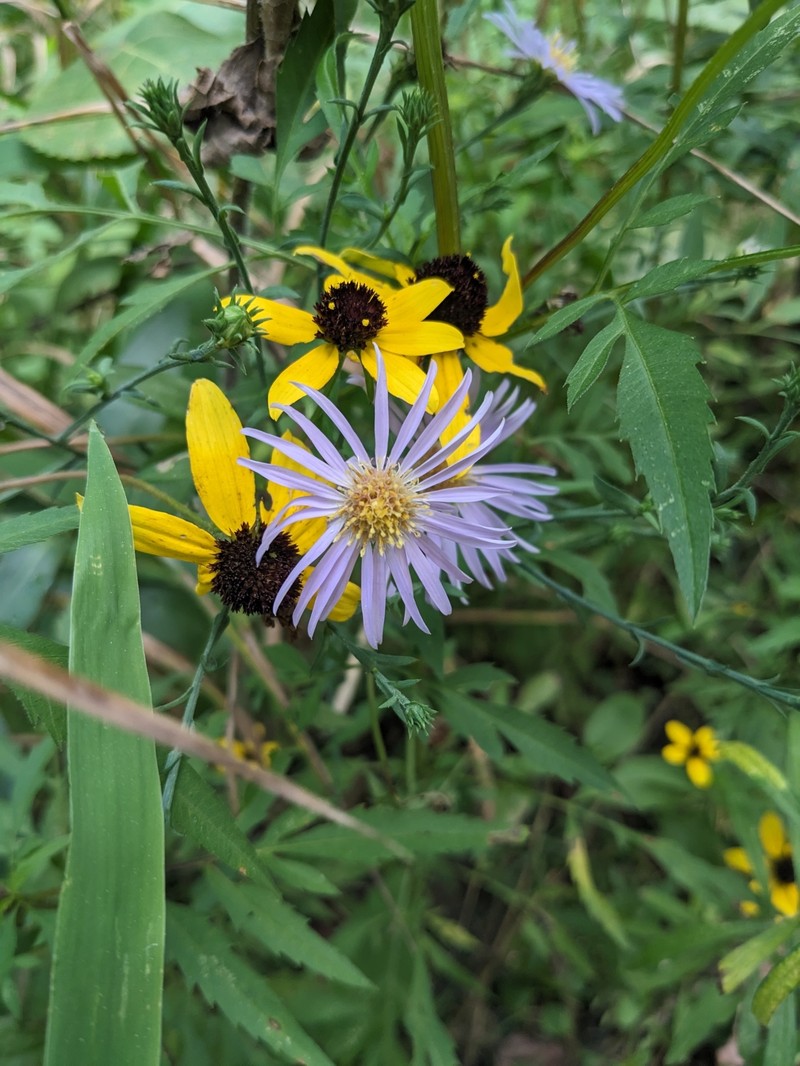 Lavender Oldfield Aster photo 4