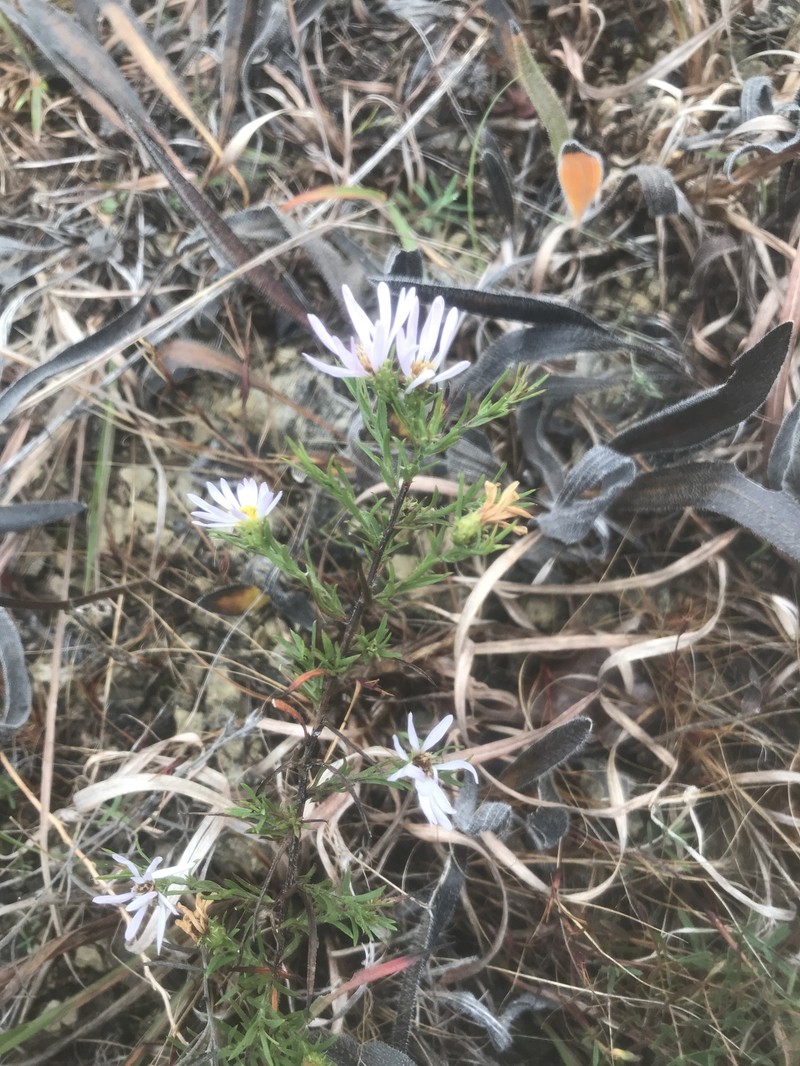 Lavender Oldfield Aster photo 6