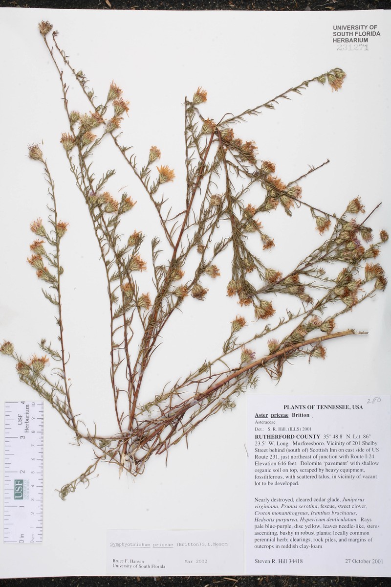 Lavender Oldfield Aster photo 8