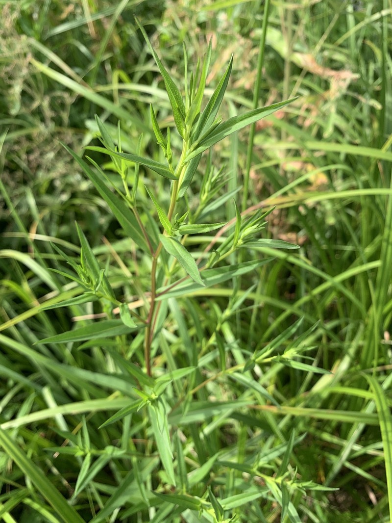 Symphyotrichum salignum photo 2