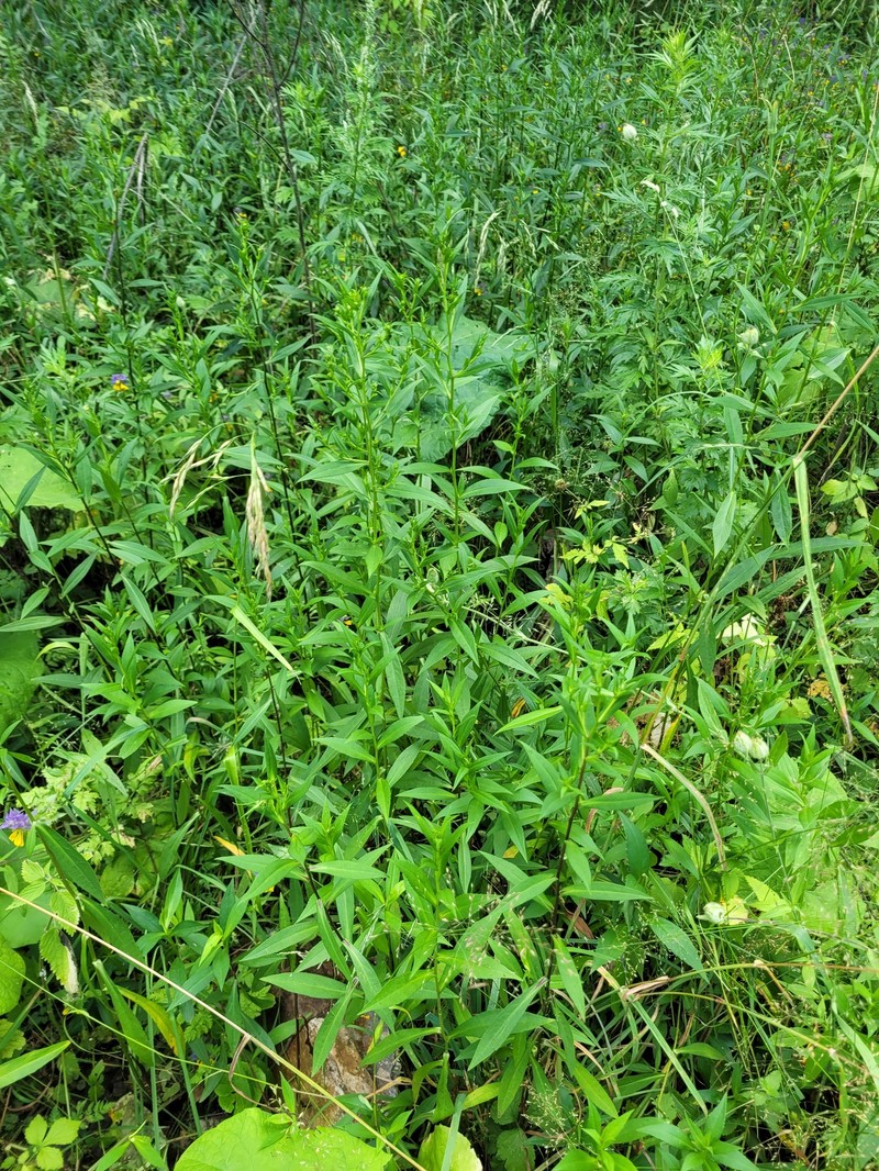 Symphyotrichum salignum photo 3
