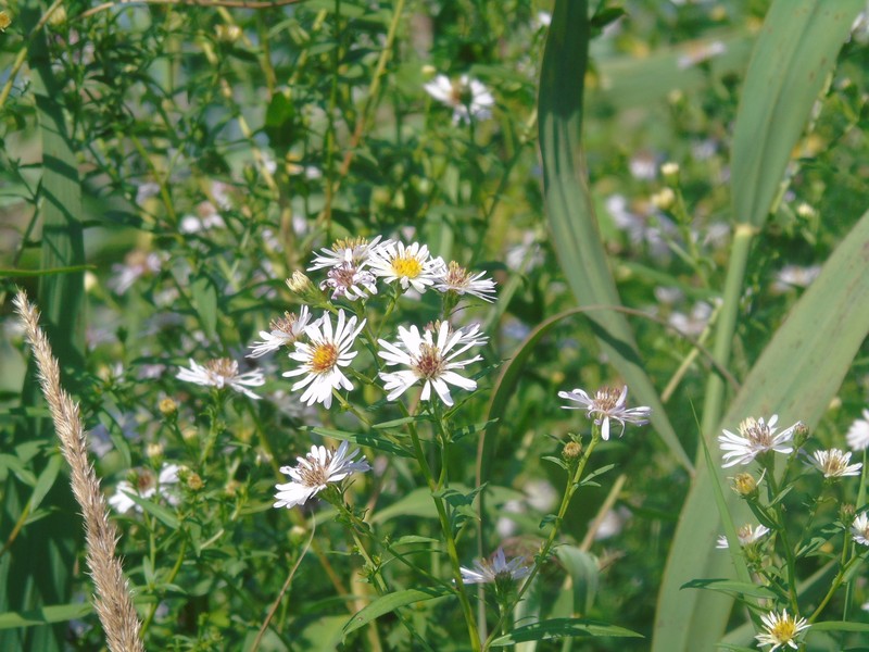 Symphyotrichum salignum photo 4